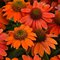 Эхинацея 'Лакота Оранж' / Echinacea 'Lakota Orange'