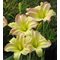 Лилейник 'Бьютифул Эндингс' / Hemerocallis 'Beautiful Edgings'
