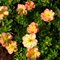 Лапчатка кустарниковая 'Белла Эппл' / Potentilla fruticosa 'Bella Apple'
