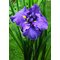 Ирис мечевидный 'Блу Мандарин' / Iris ensata 'Blue Mandarin'
