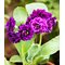 Примула ушковая 'Перпл Пип' / Primula auricula 'Purple Pip'