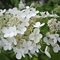 Гортензия метельчатая 'Долли' / Hydrangea paniculata 'Dolly'