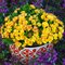 Примула Беларина 'Нектарин' / Primula Belarina 'Nectarine'