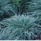 Осока 'Блю Зингер' / Carex 'Blue Zinger'