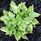 Хоста 'Лэйксайд Скэмп' / Hosta hybride 'Lakeside Scamp'