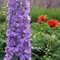 Дельфиниум   'Камелиард' / Delphinium ‘Camelliard'