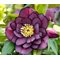 Морозник восточный 'Дабл Эллен Перпл' / Helleborus orientalis 'Double Ellen Purple'