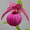 Башмачок 'Мопс' / Cypripedium 'Mops'