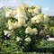 Гортензия метельчатая 'Мэджикал Эндс' / Hydrangea paniculata 'Magical Andes'