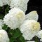 Гортензия метельчатая 'Шугар Раш ' / Hydrangea paniculata 'Sugar Rush'