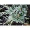 Можжевельник 'Айси Блу' / Juniperus 'Icee Blue'