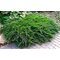 Можжевельник казацкий 'Рокери Джем' / Juniperus sabina 'Rockery Gem'