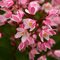 Дейция гибридная 'Юки Черри Блоссом' / Deutzia hybrida 'Yuki Cherry Blossom'
