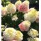 Гортензия метельчатая 'Пинки Промис' / Hydrangea paniculata 'Pinky Promise'