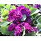 Примула ушковая 'Перпл Пип' / Primula auricula 'Purple Pip'