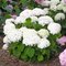 Гортензия древовидная 'Белла Рагацца Бланчетта' / Hydrangea arb. 'Bella Ragazza Blanchetta'