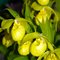 Башмачок гибридный 'Юрсел' / Cypripedium hybrida  'Ursel'