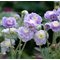 Герань луговая 'Саммер Скиз' / Geranium pratense 'Summer Skies'