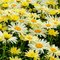 Нивяник 'Бродвэй Лайтс' / Leucanthemum 'Broadway Lights'