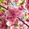 Вишня  'Пинк Перфекшн' / Prunus serrulata 'Pink Perfection'