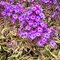 Флокс метельчатый 'Олимпус' / Phlox 'Olympus'
