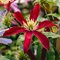 Клематис витицелла 'Глориоз Ред' / Clematis viticella 'Glorious Red'