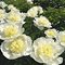 Пион 'Афродит'c  Кисс' / Paeonia lactiflora 'Aphrodite’s Kiss'