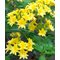 Рододендрон листопадный 'Нарциссифлора' / Rhododendron luteum 'Narcissiflora'