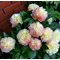 Пион 'Лоис Чойс'  / Paeonia 'Lois Choiсe'
