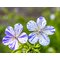 Герань луговая Делфт Блу Баттерфляй / Geranium pratense Delft Blue Butterfly