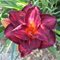 Лилейник 'Бургунди Лав' / Hemerocallis 'Burgundy Love'