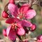 Яблоня красномякотная Редлав Одиссо / Malus Red Love Odysso
