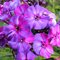 Флокс метельчатый 'Отом Джой' / Phlox 'Autumn Joy', 1л.