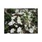 Печеночница благородная 'Вудсайд Вайт' / Hepatica nobilis 'Woodside White'