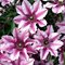 Клематис 'Изабелла' / Clematis 'Isabella'
