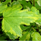 Пузыреплодник калинолистный 'Эннис Голд' / Physocarpus opulifolius 'Annys Gold'