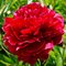 Пион 'Рэд Сара Бернар' / Paeonia lactiflora 'Red Sarah Bernhardt'