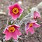 Проcтрел обыкновенный 'Розен Глок' / Pulsatilla vulgaris 'Rosen Glocke'