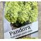 Гортензия метельчатая 'Пандора' / Hydrangea paniculata 'Pandora'