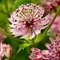 Астранция 'Спарклинг Старс Пинк' / Astrantia 'Sparkling Stars Pink'