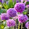 Примула зубчатая  'Лилак' / Primula denticulata 'Lilac'