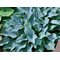 Хоста 'Перпл Вертикулэйтэд Эльф' / Hosta 'Purple Vermiculated Elf'