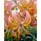 Лилия мартагон 'Фэйри Монинг' / Lilium martagon 'Fairy Morning'