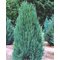 Можжевельник 'Блу Эрроу' / Juniperus 'Blue Arrow'