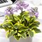 Хоста  'Майти Маус' / Hosta  hybride  'Mighty Mouse'