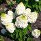 Гортензия метельчатая 'Мэджикал Мон Блан' / Hydrangea paniculata 'Magical Mont Blanc'