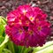 Примула зубчатая 'Рэд' / Primula denticulata 'Red'