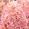 Гортензия метельчатая 'Мэджикал Эндс' / Hydrangea paniculata 'Magical Andes'