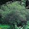 Крушина ломкая Аспленифолиа / Rhamnus  frangula  аspleniifolia