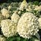 Гортензия метельчатая 'Коттон Крим' / Hydrangea paniculata 'Cotton Cream ®'